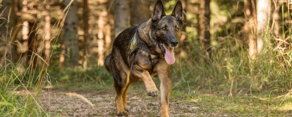 Bergrettung-Hundestaffel 9